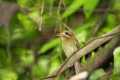 Zwergmotmot (Hylomanes momotula)