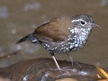 Bachstachelschwanz (Lochmias nematura)