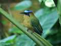 Blauscheitelmotmot (Momotus momota)