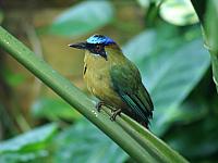 Blauscheitelmotmot (Momotus momota)