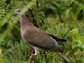 Rotrückentaube (Patagioenas cayennensis)