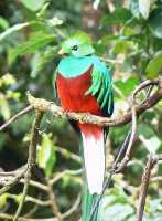 Quetzal (Pharomachrus mocinno)