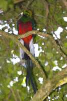 Quetzal (Pharomachrus mocinno)