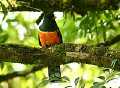 Goldbauchtrogon (Trogon aurantiiventris)