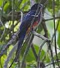 Bairdtrogon (Trogon bairdii)