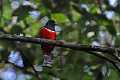 Jungferntrogon (Trogon collaris)