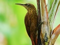 Kleiner Fahlkehl-Baumsteiger (Xiphorhynchus susurrans)